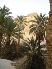 Tunisko Ozy voda palmy
