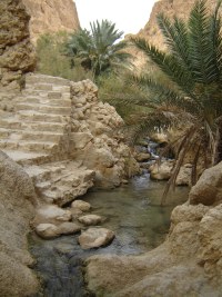 Tunisko Ozy voda palmy